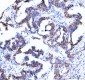 Anti-beta Catenin CTNNB1 Rabbit Monoclonal Antibody